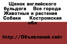 Щенок английского бульдога  - Все города Животные и растения » Собаки   . Костромская обл.